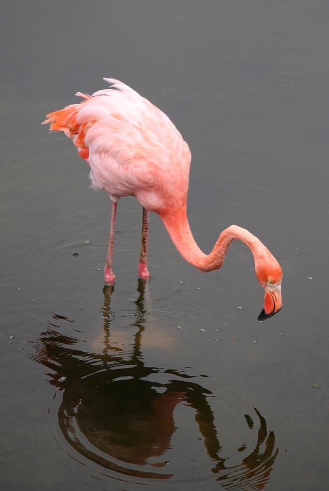 Pink Flamingo © Annika Fredriksson